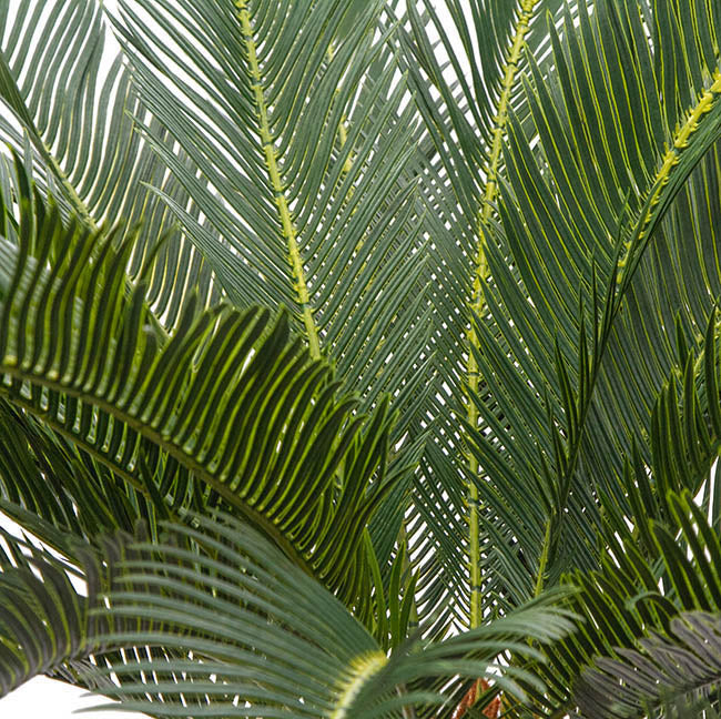 Cycas Plant Potted Green 76x76x93cm