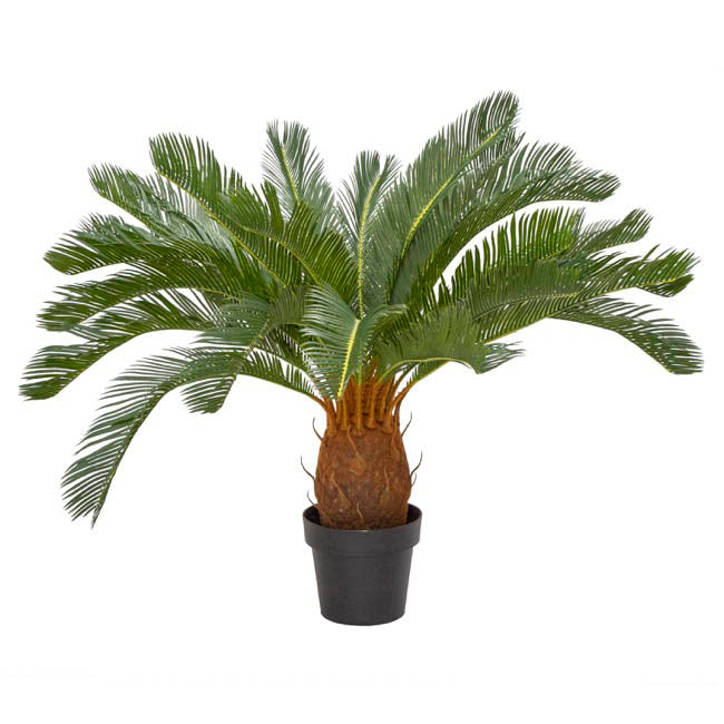 Cycas Plant Potted Green 76x76x93cm