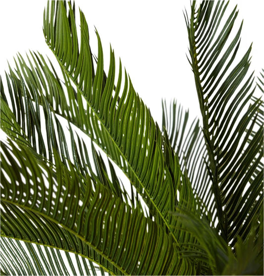 Cycas Plant Potted Green 76x76x93cm