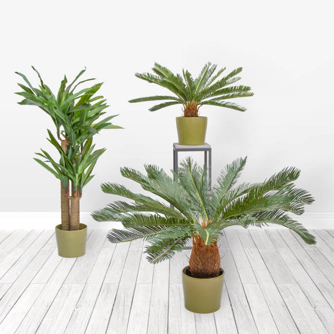 Cycas Plant Potted Green 76x76x93cm