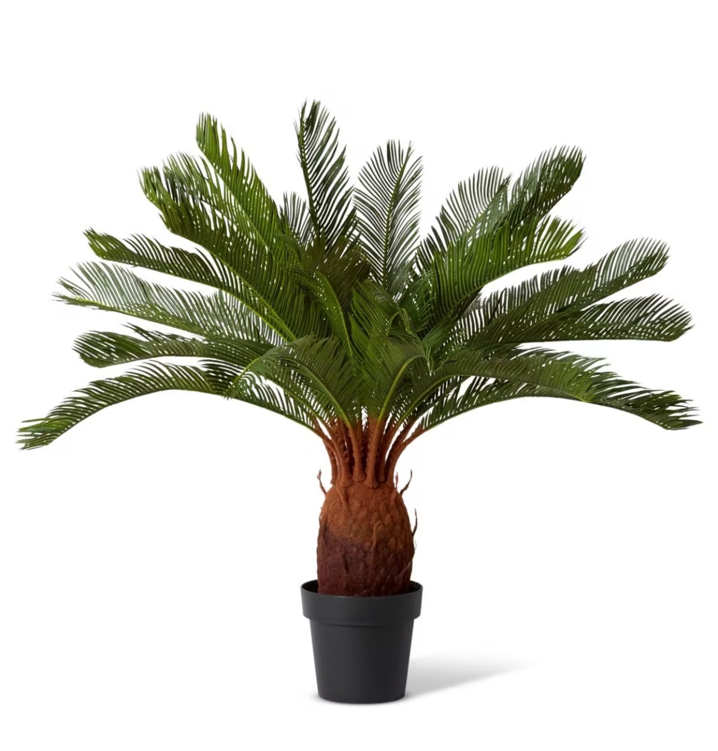 Cycas Plant Potted Green 76x76x93cm