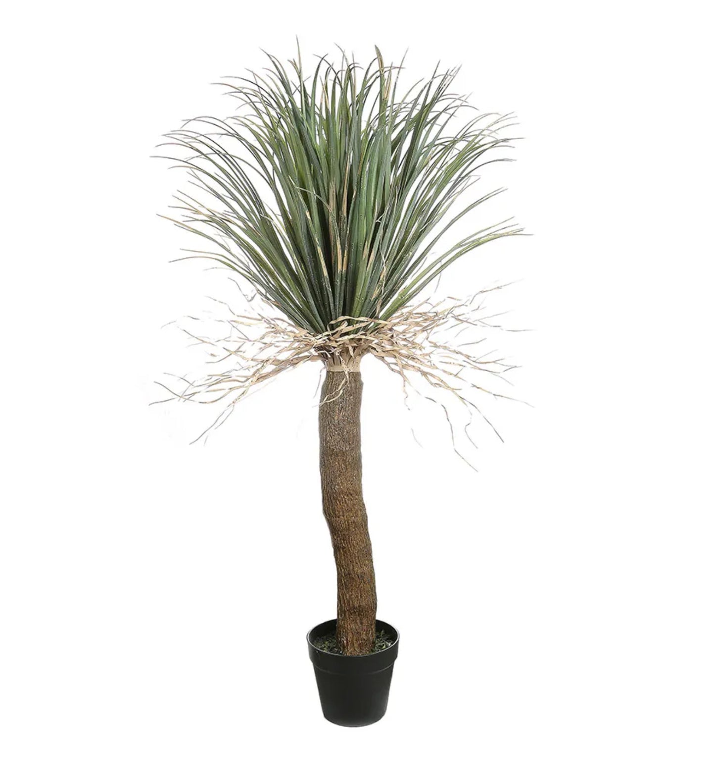 Grass Tree
