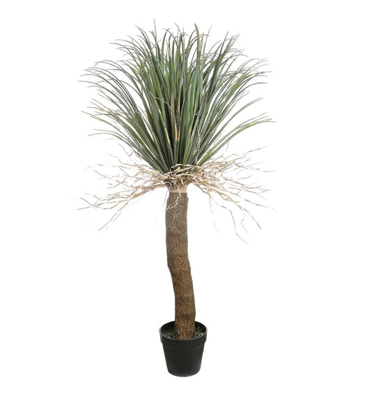 Grass Tree