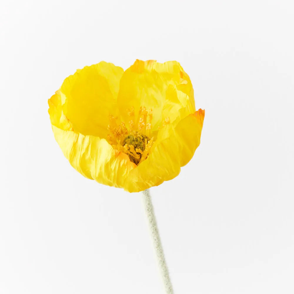 Faux Poppy Stem ~ Yellow